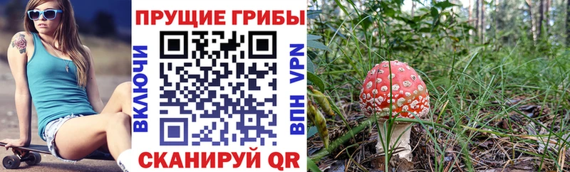 Псилоцибиновые грибы Psilocybe  Можайск 